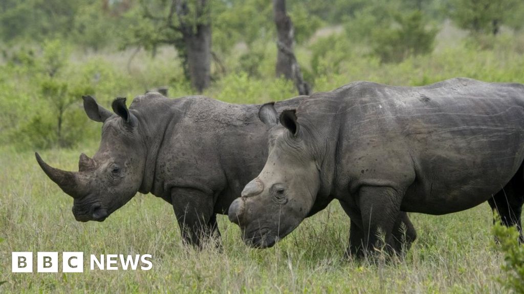 Rhino poaching in South Africa falls during Covid-19 lockdown
