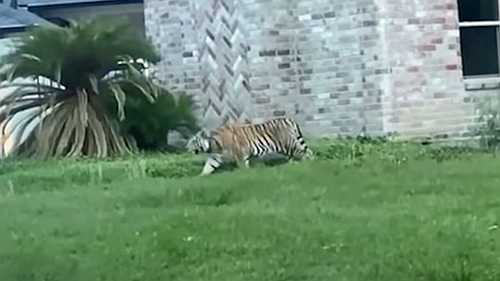 Man on bail for murder arrested after pet tiger escapes Houston home - TheGrio