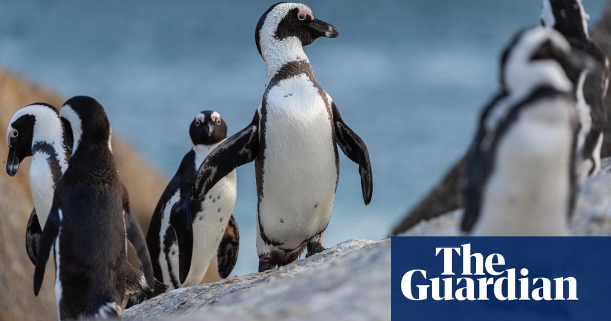 Bees kill 63 endangered penguins in South Africa