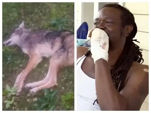 Coyote strangled to death by North Carolina man after it lunges at him - Face2Face Africa