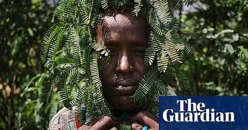 How an idealistic tree-planting project turned into Kenya’s toxic, thorny nightmare