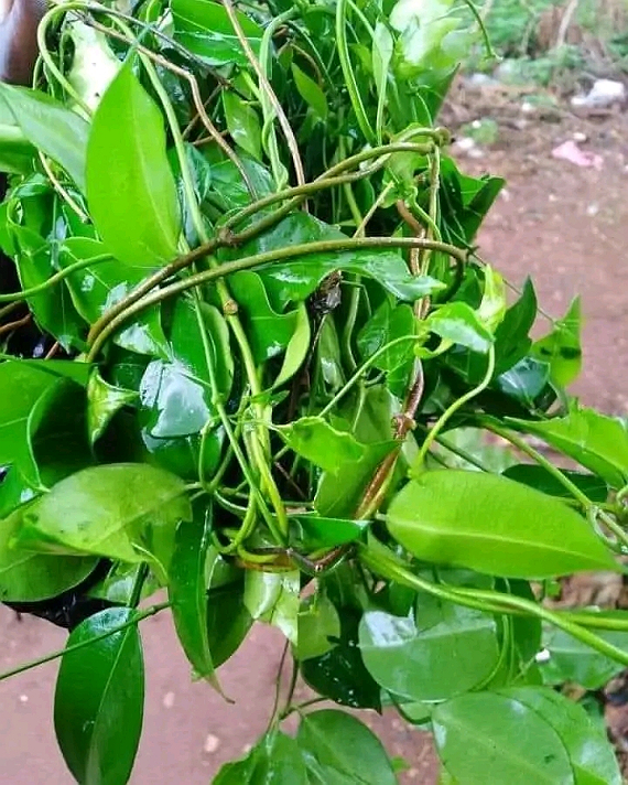 Natural Remedy Library