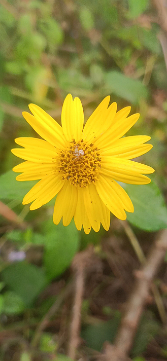 #Featured beautiful grass 🌹 rose