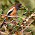 Post: Roufus Treepie, also known as Taka Chor in India due to its affinity to shiny materials. It has...